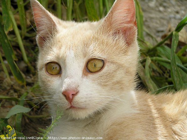 Photo de Chat domestique