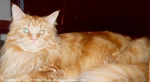 Photo de Maine coon