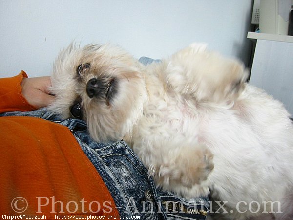 Photo de Lhassa apso