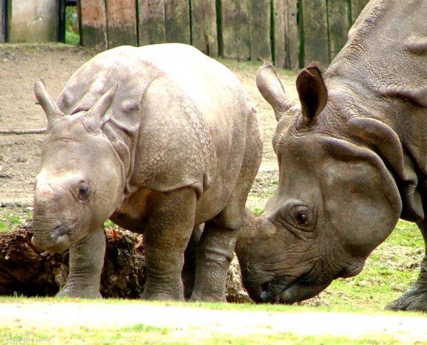 Photo de Rhinocros