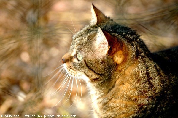 Photo de Chat domestique