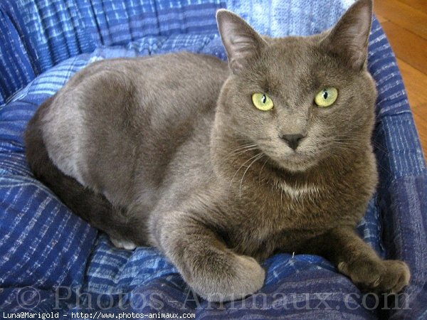 Photo de Chartreux