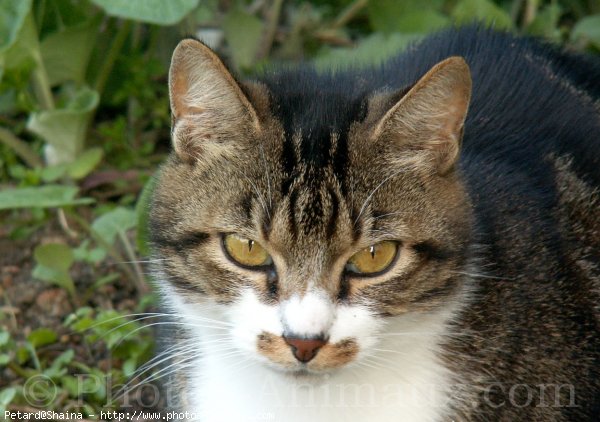 Photo de Chat domestique