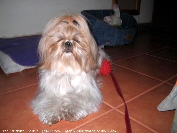 Photo de Shih tzu