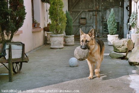 Photo de Berger allemand  poil court