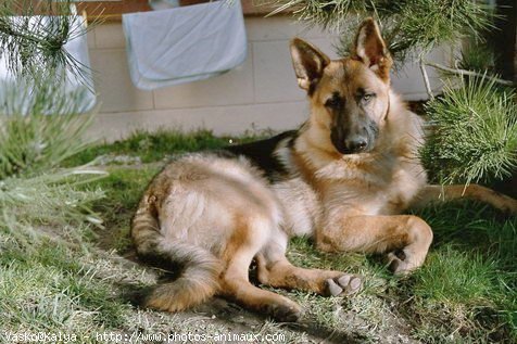 Photo de Berger allemand  poil court