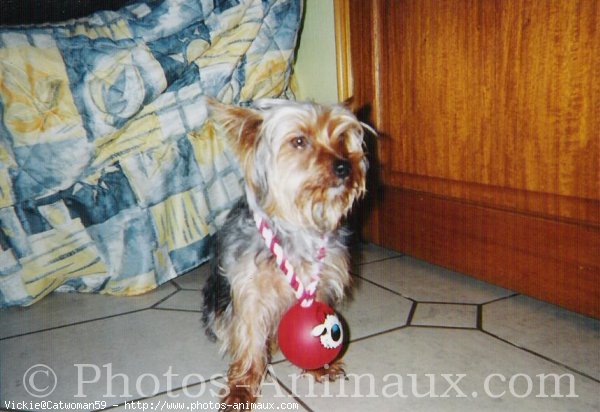 Photo de Yorkshire terrier