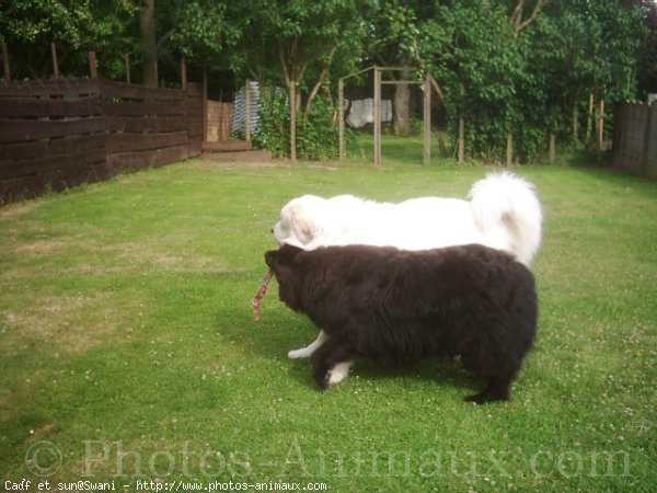 Photo de Chien de montagne des pyrnes