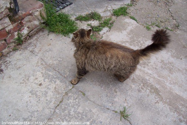 Photo de Chat domestique