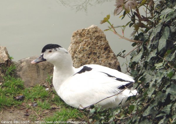 Photo de Canard