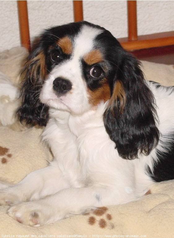 Photo de Cavalier king charles spaniel