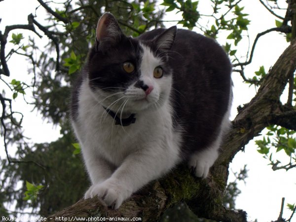 Photo de Chat domestique