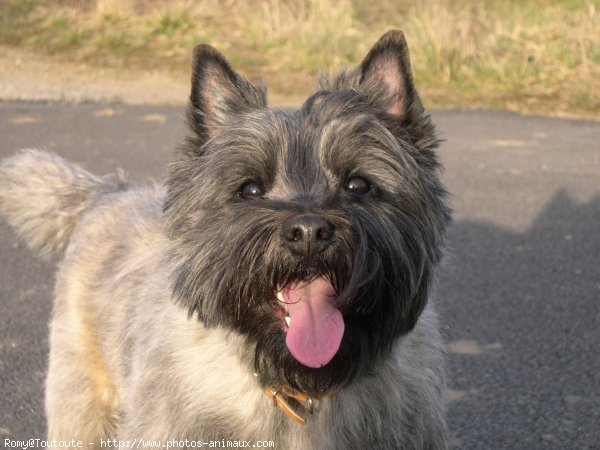 Photo de Cairn terrier