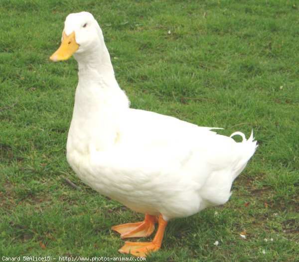 Photo de Canard