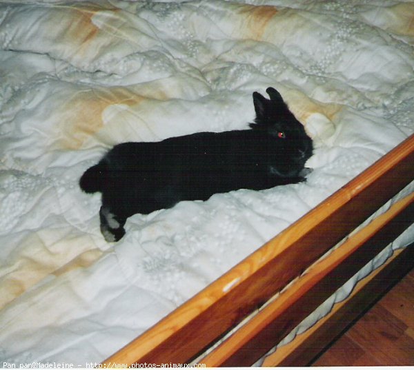 Photo de Lapin