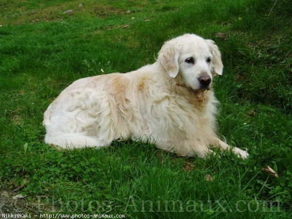 Photo de Golden retriever