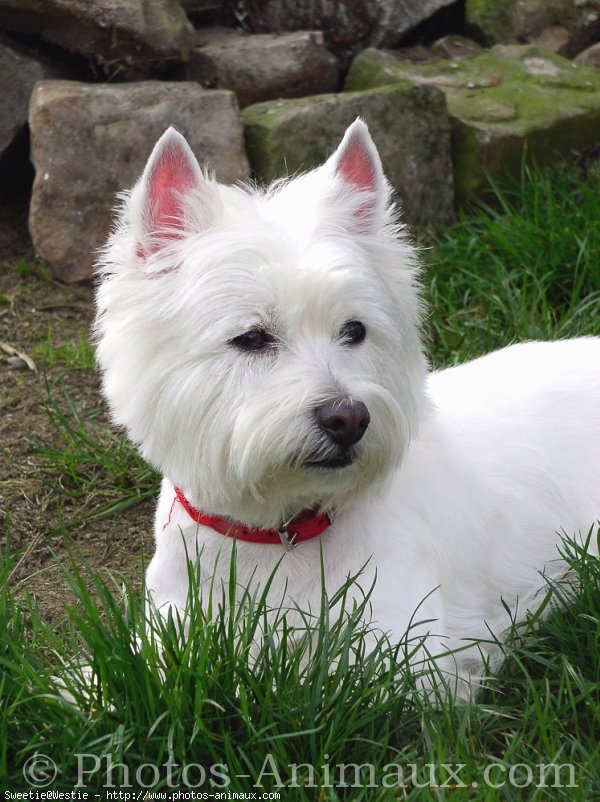 Photo de West highland white terrier