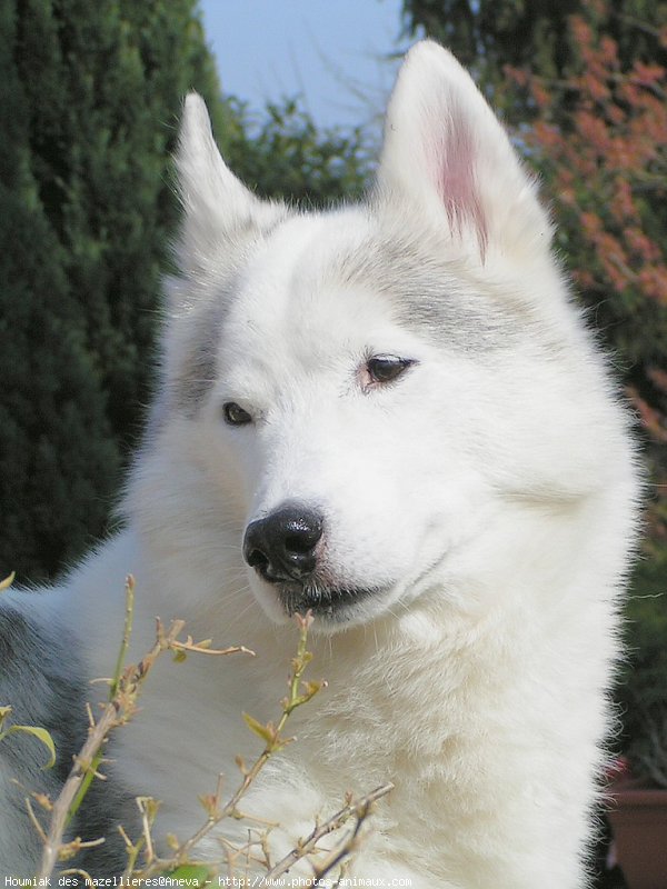 Photo de Husky siberien