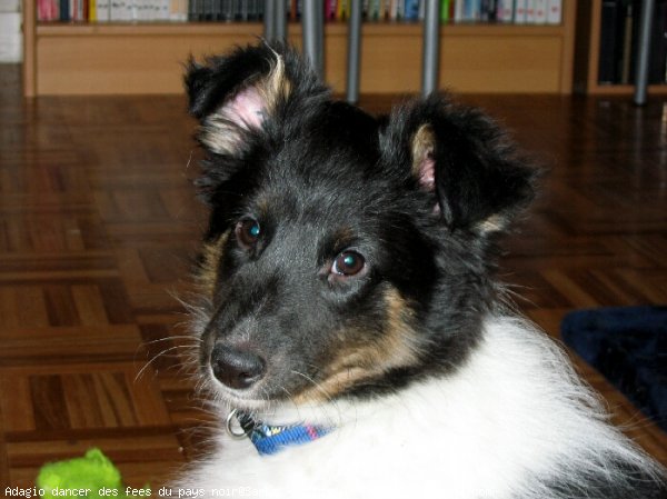 Photo de Chien de berger des shetland