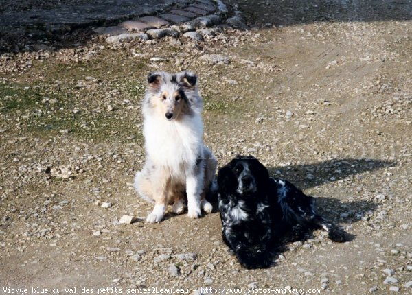 Photo de Colley  poil long