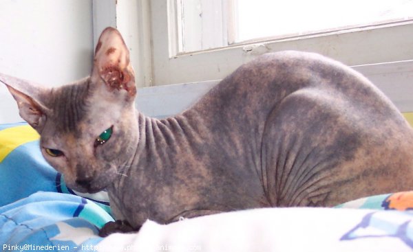 Photo de Peterbald