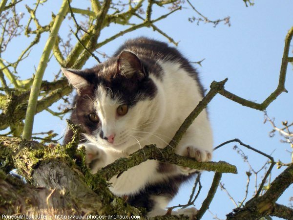 Photo de Chat domestique