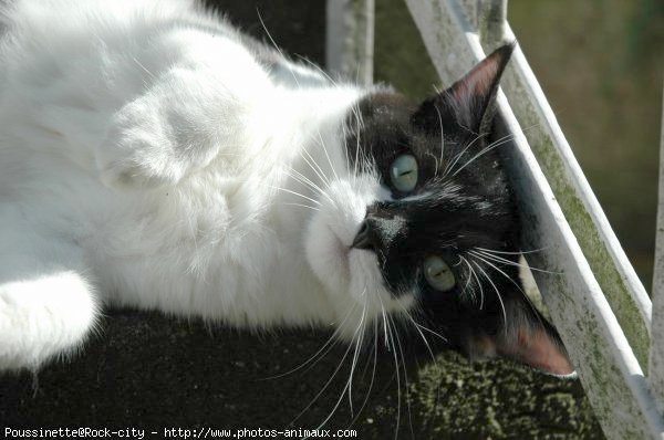 Photo de Croisement