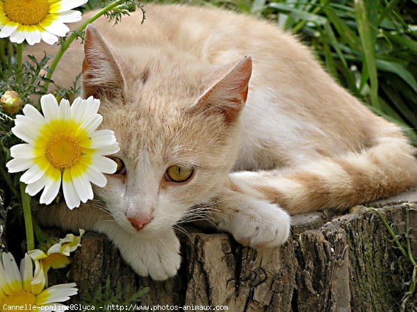 Photo de Chat domestique