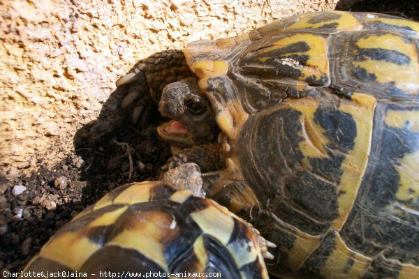 Photo de Tortue