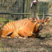 Photo de Races diffrentes