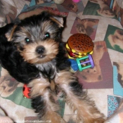 Photo de Yorkshire terrier