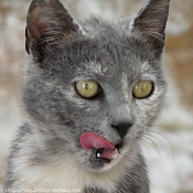 Photo de Chat domestique