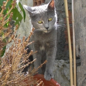 Photo de Chat domestique