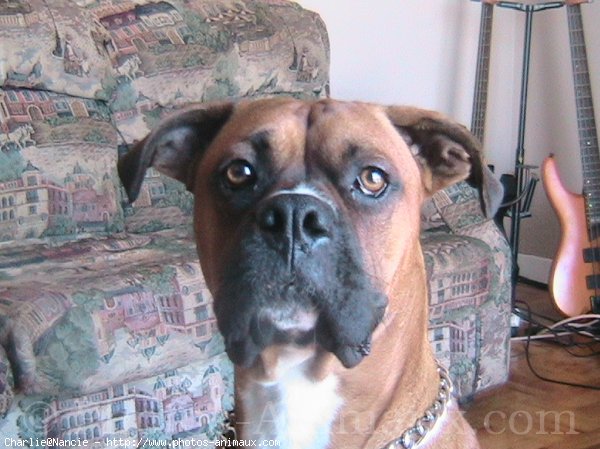 Photo de Boxer