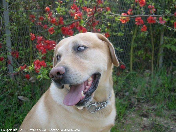 Photo de Labrador retriever