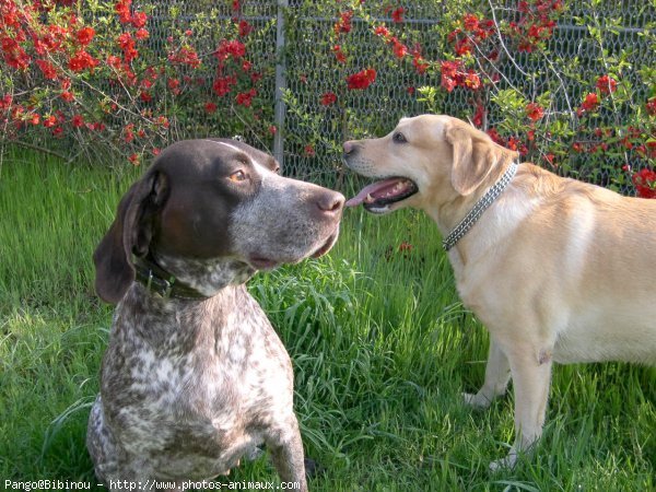 Photo de Labrador retriever