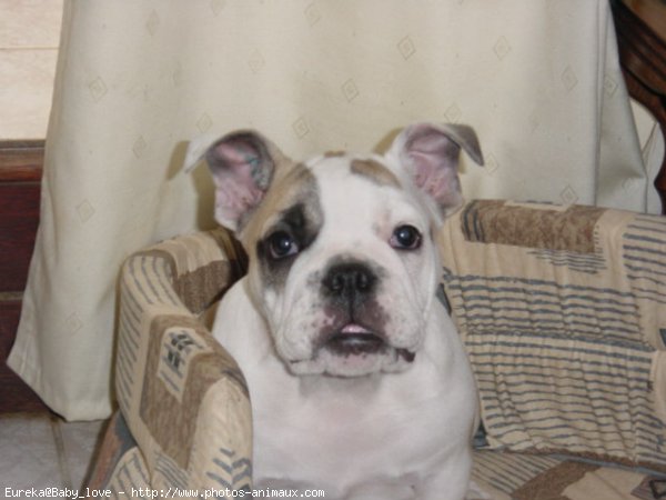 Photo de Bulldog