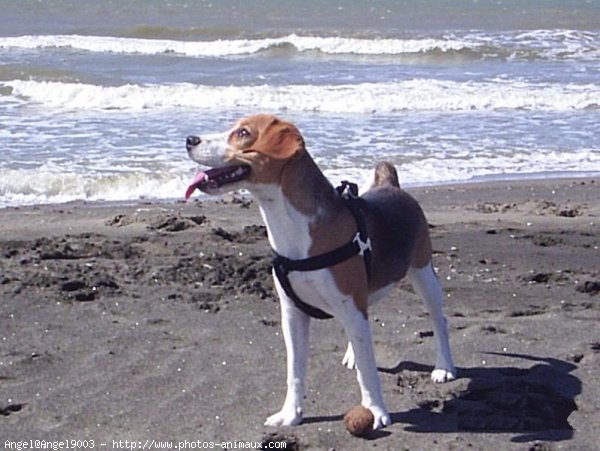 Photo de Beagle