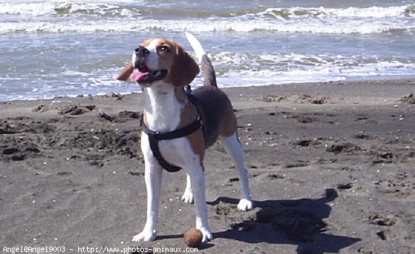 Photo de Beagle