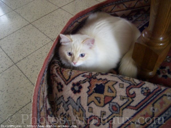 Photo de Ragdoll