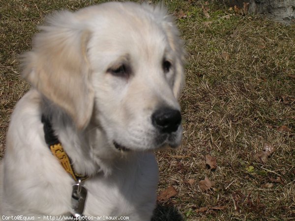 Photo de Golden retriever