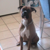 Photo de Boxer