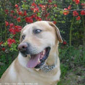 Photo de Labrador retriever