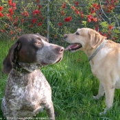 Photo de Labrador retriever