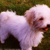 Photo de Bichon  poil fris