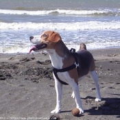 Photo de Beagle