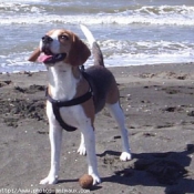 Photo de Beagle