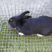 Photo de Lapin