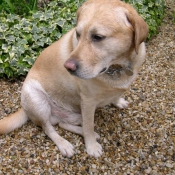 Photo de Labrador retriever