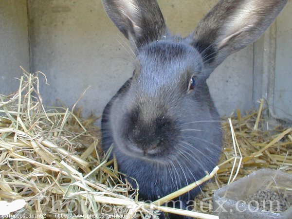 Photo de Lapin